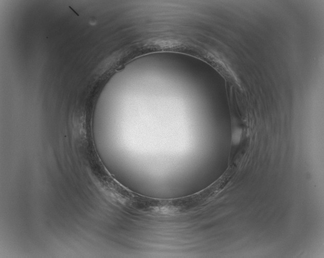 X0000082980212200702160006