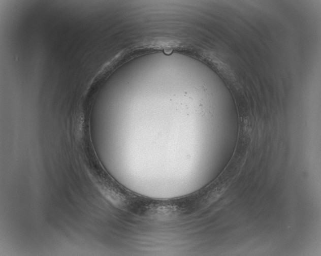 X0000082980304200702160005