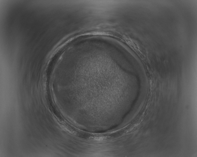 X0000082980295200702230041
