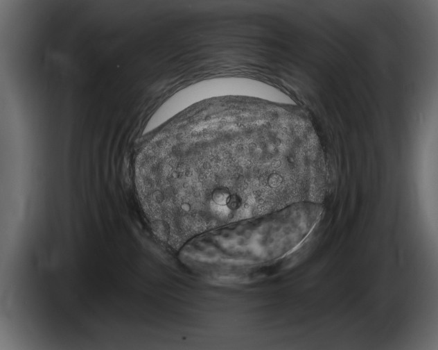 X0000082980187200703020305