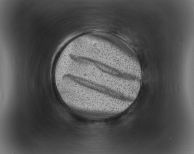 X0000082980196200703020304