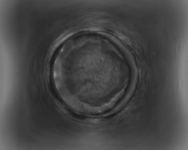 X0000082980295200703020303