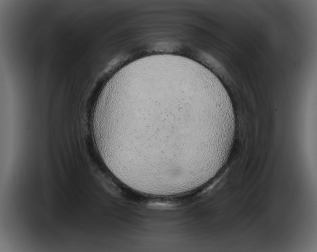 X0000082980354200703020302