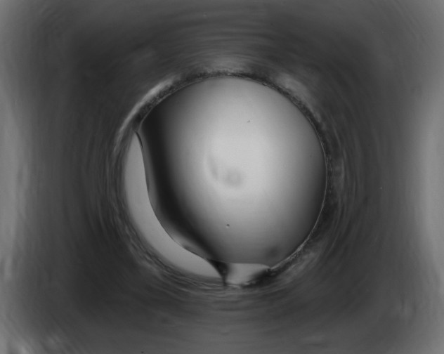 X0000082980395200703020301