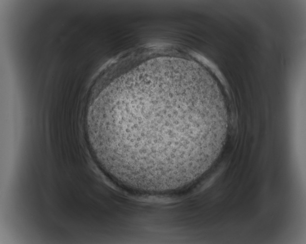 X0000082980529200703020259