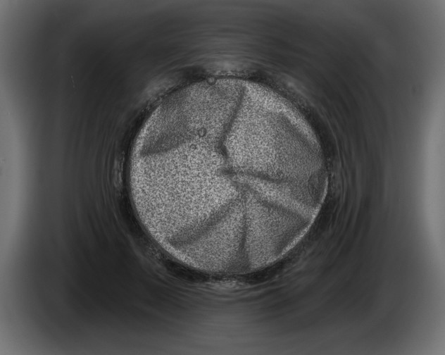 X0000082980695200703020257