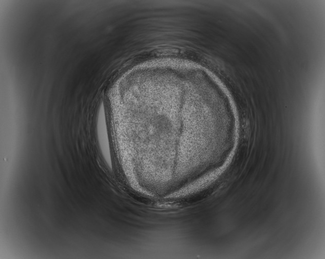 X0000082980753200703020256