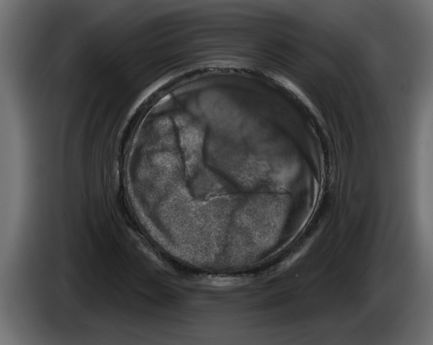 X0000082980829200703020255