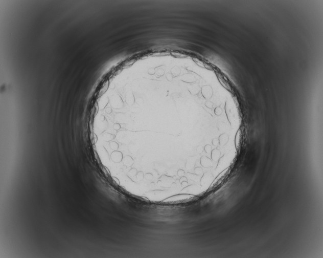 X0000082980832200703020255