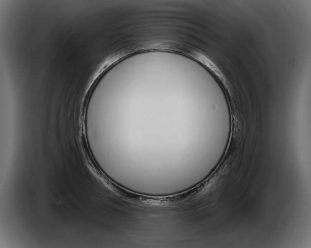 X0000082980994200703020253