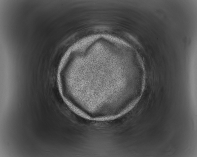 X0000082981015200703020252