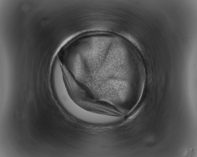X0000082981077200703020251