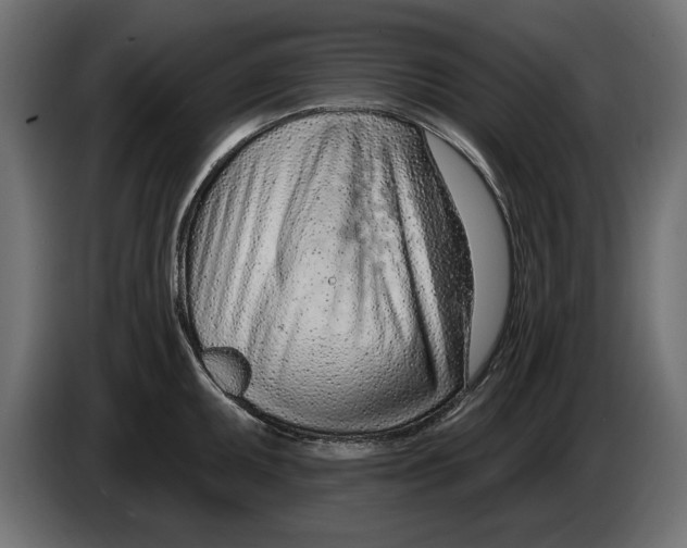 X0000082981095200703020251