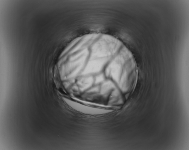 X0000082981106200703020250