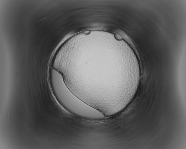 X0000082981243200703020250