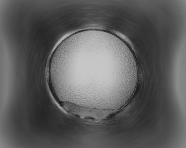 X0000082981383200703020247