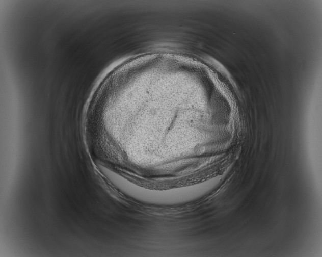 X0000082981435200703020247