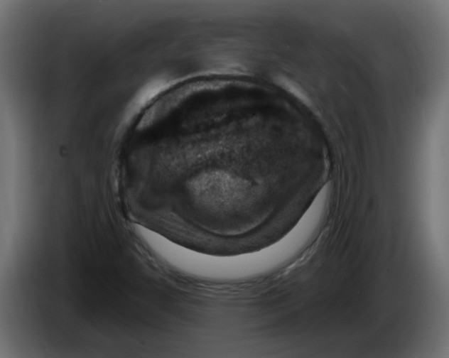 X0000082981455200703020246