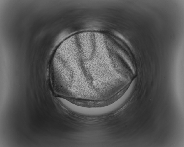 X0000082981459200703020246