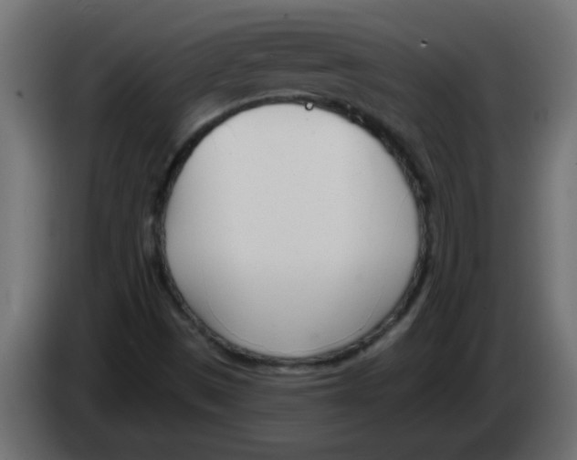 X0000082981497200703020245
