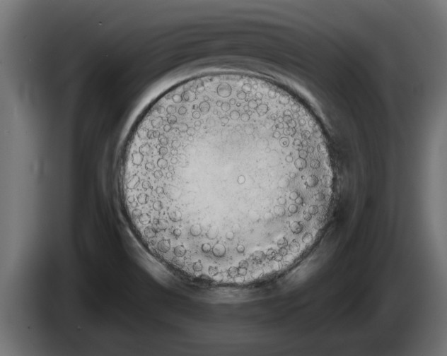 X0000082981514200703020245