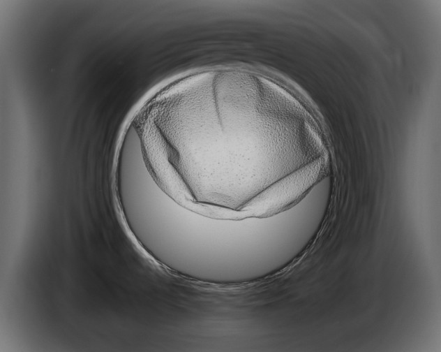 X0000082981536200703020245