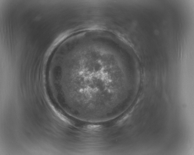 X0000082990055200702011439