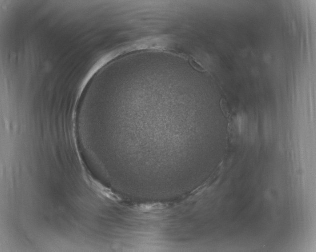 X0000082990100200702011439