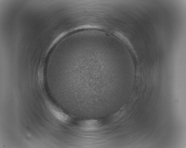 X0000082990108200702011439