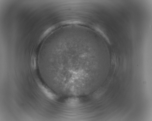 X0000082990110200702011439