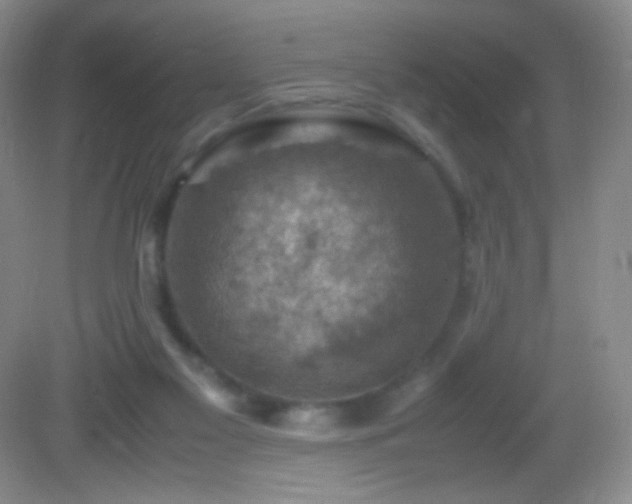 X0000082990117200702011439