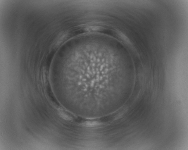 X0000082990169200702011438