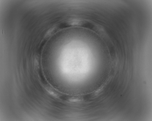 X0000082990175200702011438