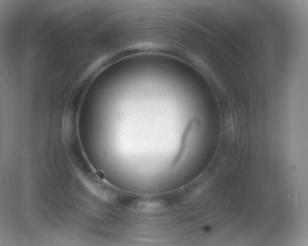 X0000082990208200702011437