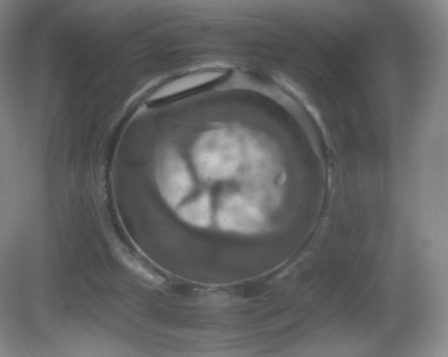 X0000082990249200702011436