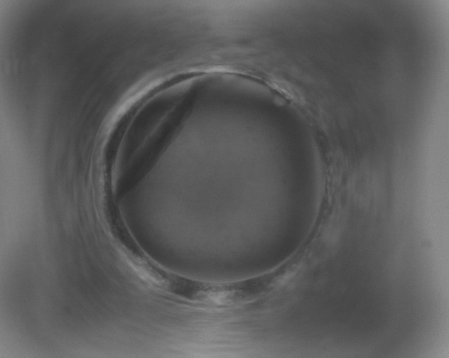 X0000082990295200702011436