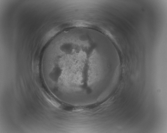 X0000082990299200702011436