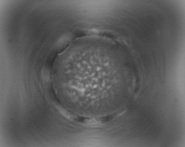 X0000082990331200702011435