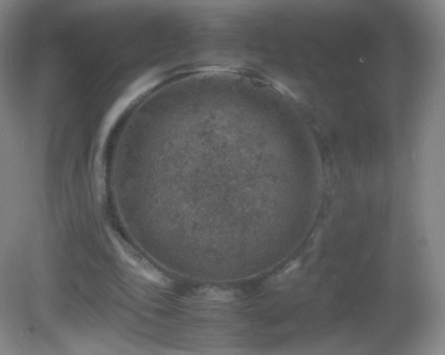 X0000082990343200702011435