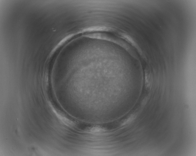 X0000082990348200702011435