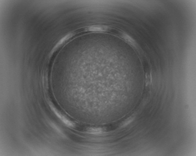 X0000082990349200702011435