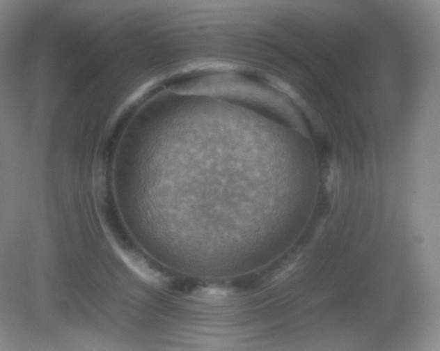 X0000082990352200702011435