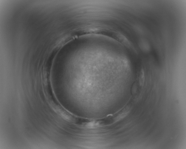 X0000082990366200702011435