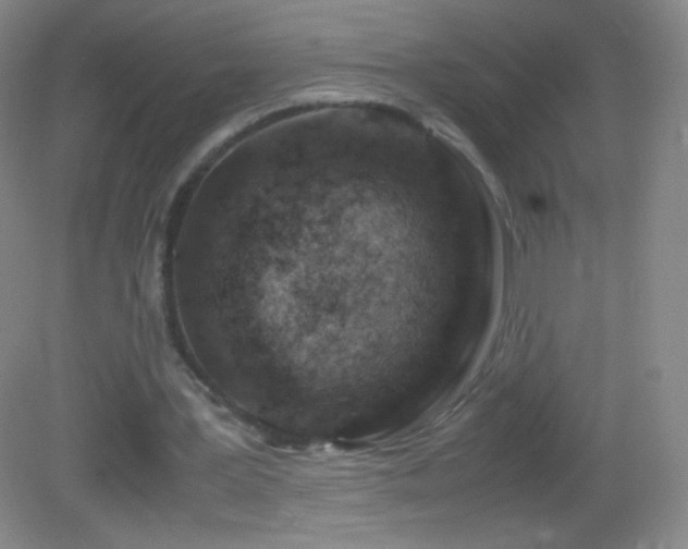 X0000082990387200702011434