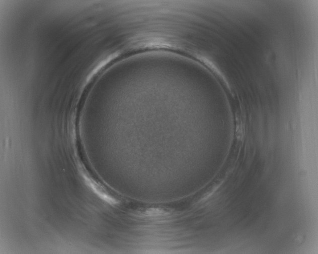 X0000082990390200702011434