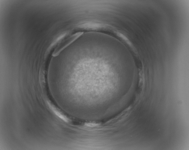 X0000082990399200702011434