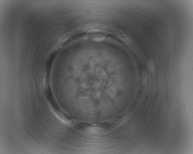 X0000082990408200702011434