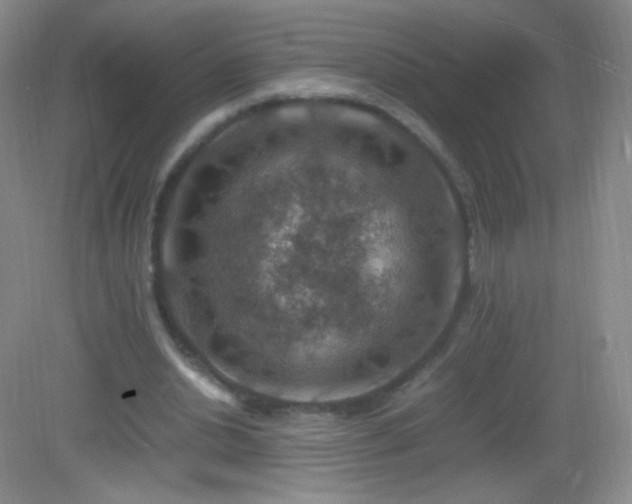 X0000082990438200702011433