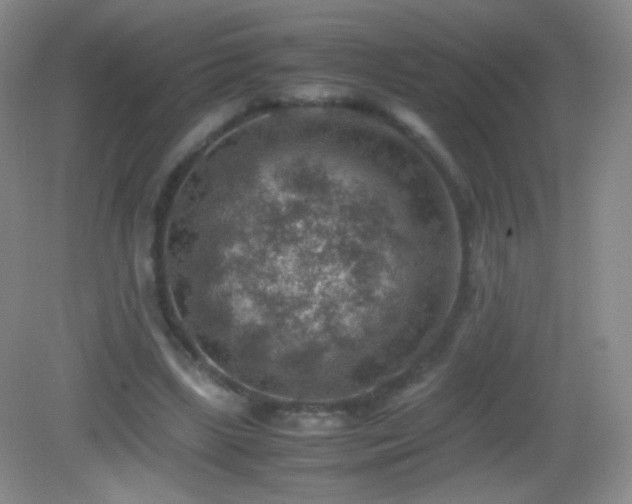 X0000082990443200702011433