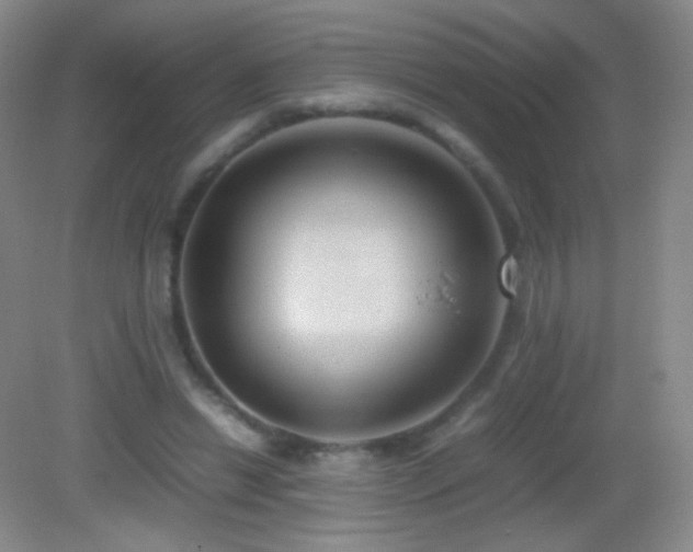 X0000082990446200702011433